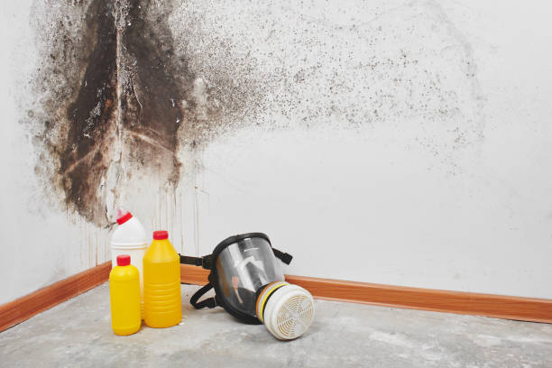 Best Bathroom Mold Remediation in Dyer, IN