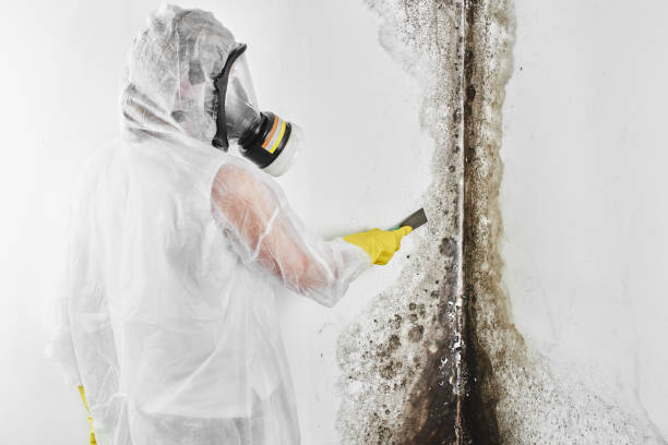 Best Crawl Space Mold Remediation in Dyer, IN
