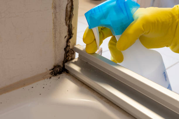 Best HVAC Mold Remediation in Dyer, IN