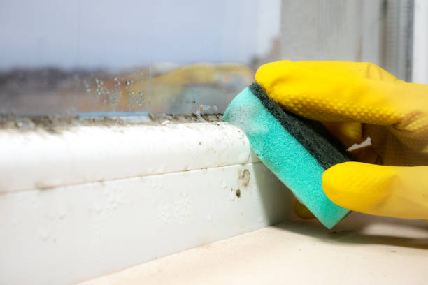 Best Attic Mold Remediation in Dyer, IN