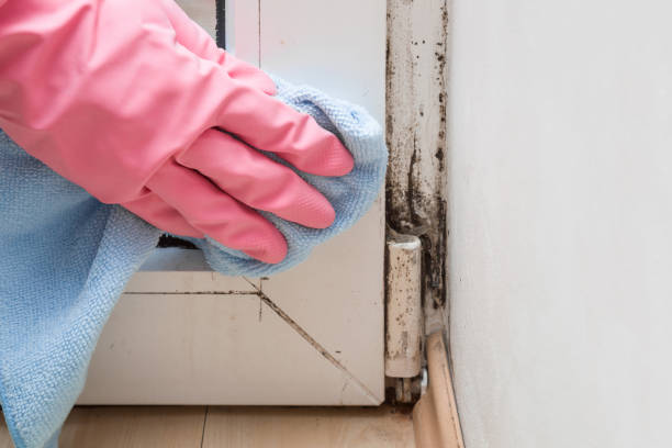 Best Residential Mold Remediation in Dyer, IN